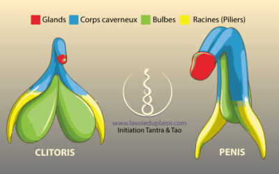 Clitoris et pénis ont la même origine embryologique !